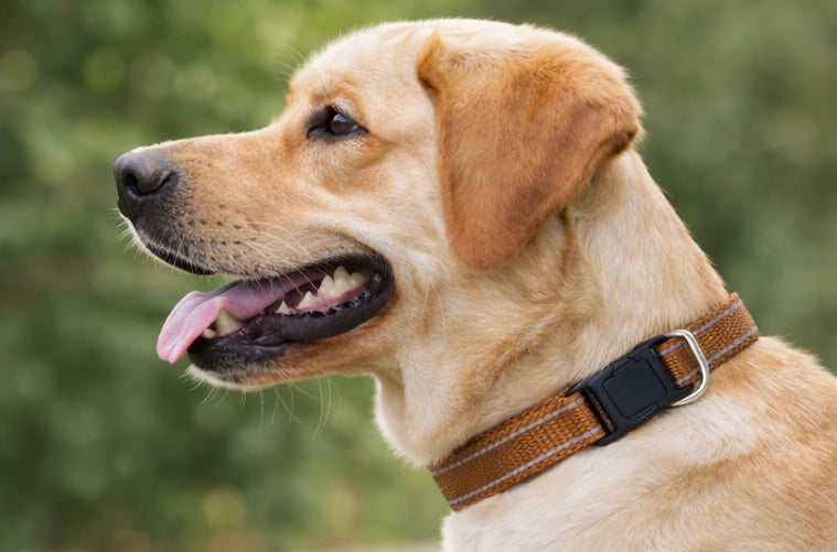 NOCTURNE 🤎Collier Réfléchissant